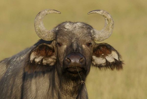 Kenya, Nakuru NP Cape buffalo grazing